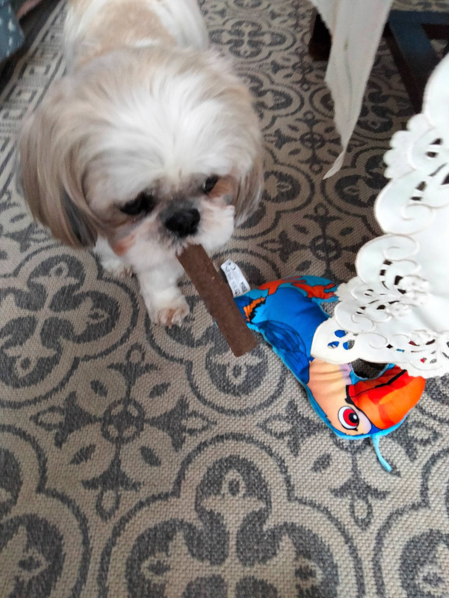 Milou participe au concours pour gagner de l'argent avec cette photo : canidae, carnivore, companion_dog, dog, dog_breed, dog_clothes, dog_supply, electric_blue, fashion_accessory, fawn, fur, liver, mal_shi, shih_tzu, small_terrier, snout, sporting_group, terrier, toy_dog, working_animal