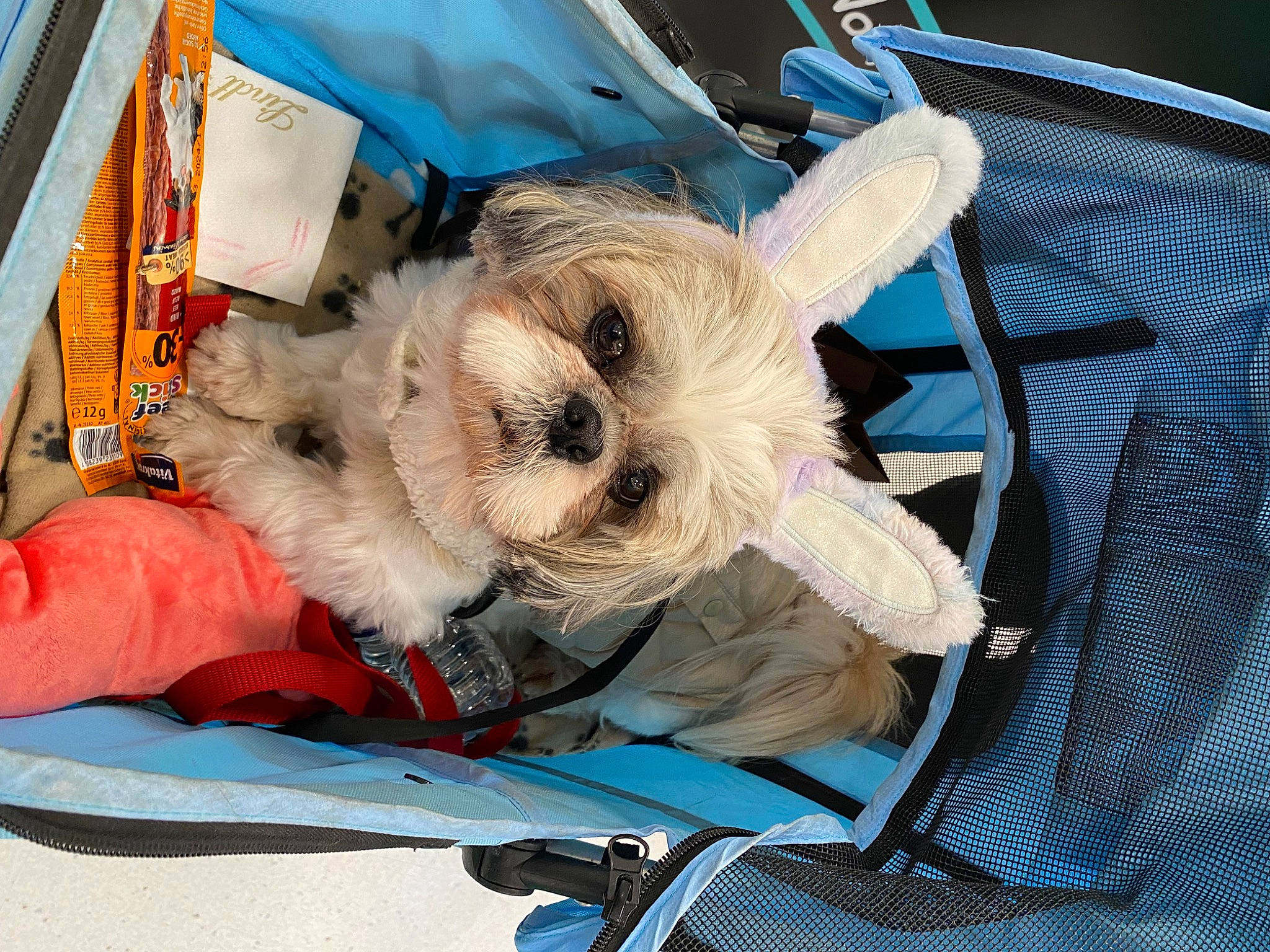 Milou a rejoint le concours — aidez-le/la à gagner de superbes lots ! bag, basket, blue, carnivore, companion_dog, dog, dog_breed, dog_clothes, dog_supply, electric_blue, fashion_accessory, fawn, fur, small_terrier, sporting_group, stuffed_toy, terrier, toy, toy_dog, working_animal