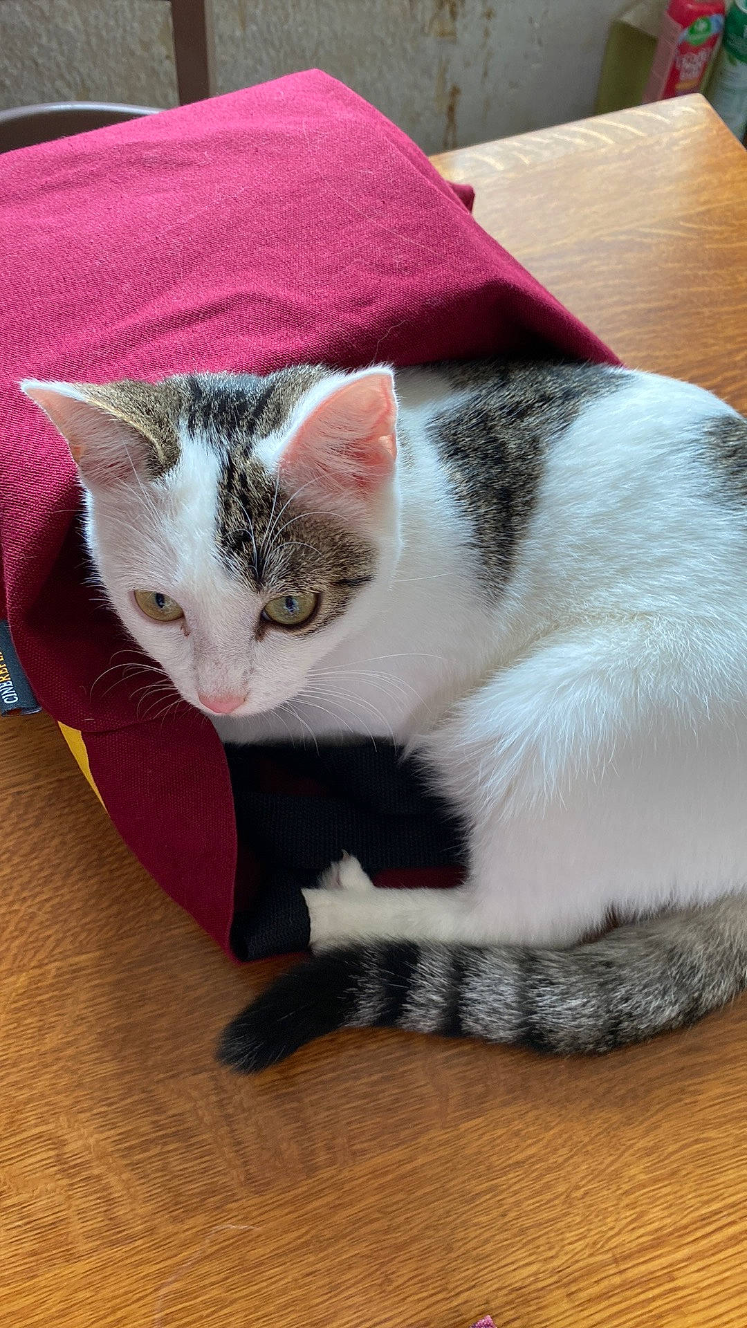 Crapouille participe au concours pour gagner de l'argent avec cette photo : carnivore, cat, cat_supply, claw, comfort, domestic_short_haired_cat, fawn, felidae, foot, fur, hardwood, paw, sitting, small_to_medium_sized_cats, snout, tail, tree, whiskers, wood