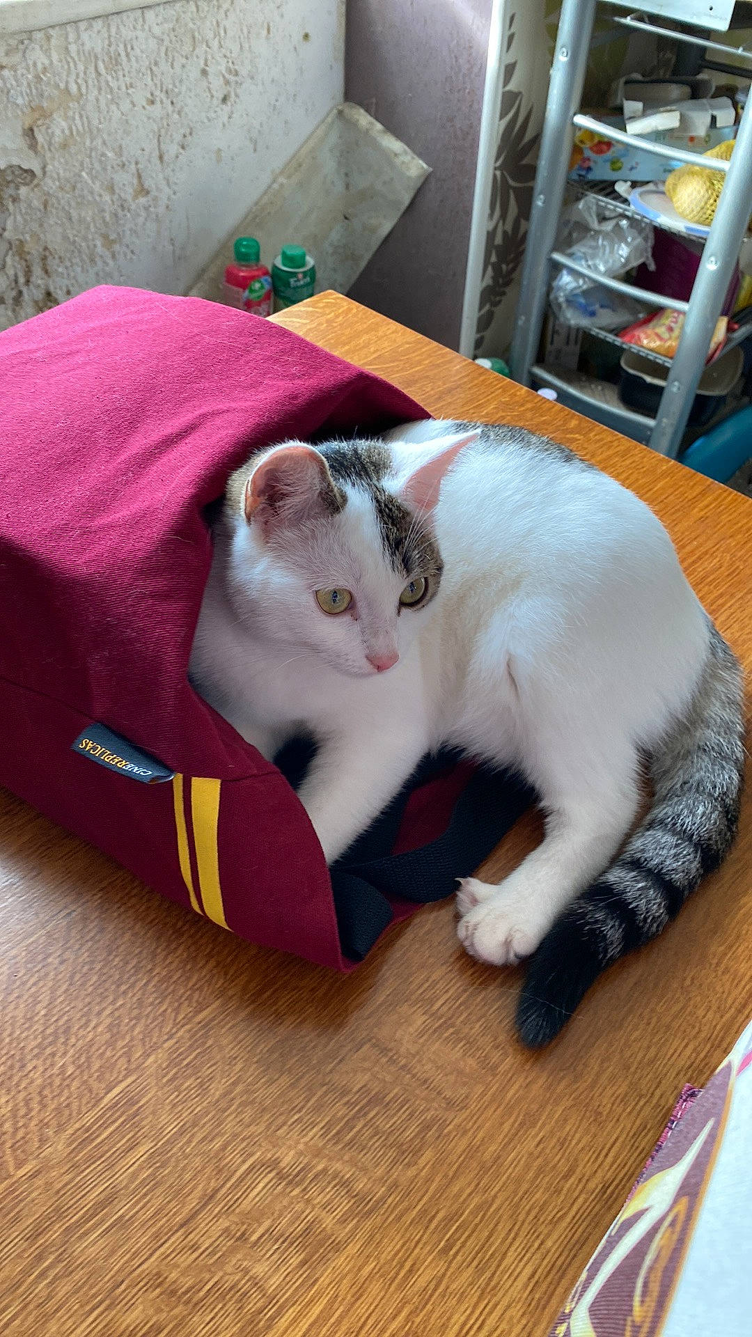 Crapouille participe au concours pour gagner de l'argent avec cette photo : box, carnivore, cat, comfort, companion_dog, domestic_short_haired_cat, fang, fawn, felidae, flooring, fur, hardwood, lap, paper_product, paw, pet_supply, small_to_medium_sized_cats, tail, whiskers, wood