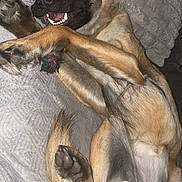 Chica a rejoint le concours — aidez-le/la à gagner de superbes lots ! dog, playful, pet, fur, paws, teeth, mouth, blanket, indoor, animal, cute, tail, lying_down, fur_texture, canine, excited, young_dog, closeup, resting, happy