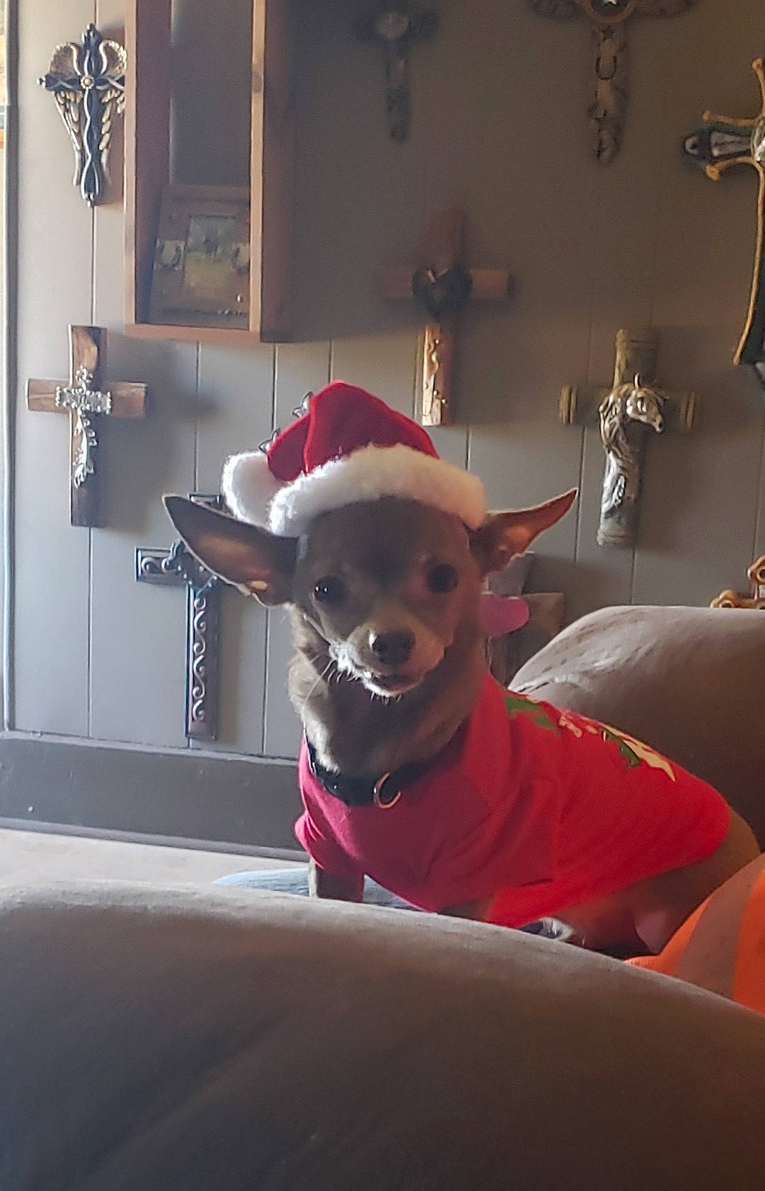 Maverick is registered to the contest to win money with this photo: carnivore, chair, chihuahua, companion_dog, costume_hat, couch, dog, dog_breed, eyewear, fawn, flooring, glasses, hat, interior_design, lighting, pink, stuffed_toy, sunglasses, wood, working_animal