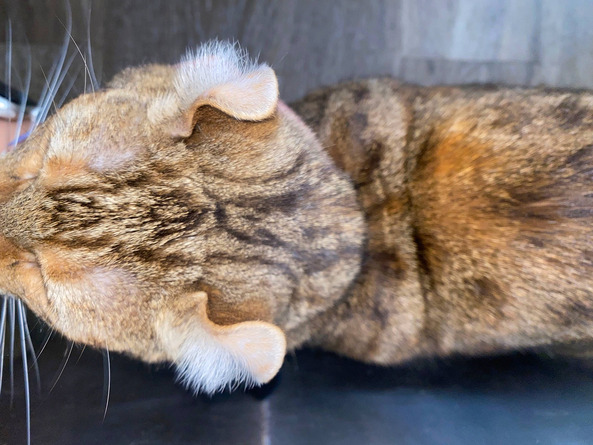 Hurley is registered to the contest to win money with this photo: carnivore, cat, cat_supply, claw, close_up, comfort, domestic_short_haired_cat, fawn, felidae, fur, nap, paw, small_to_medium_sized_cats, snout, tail, terrestrial_animal, whiskers, wildlife, window, wood