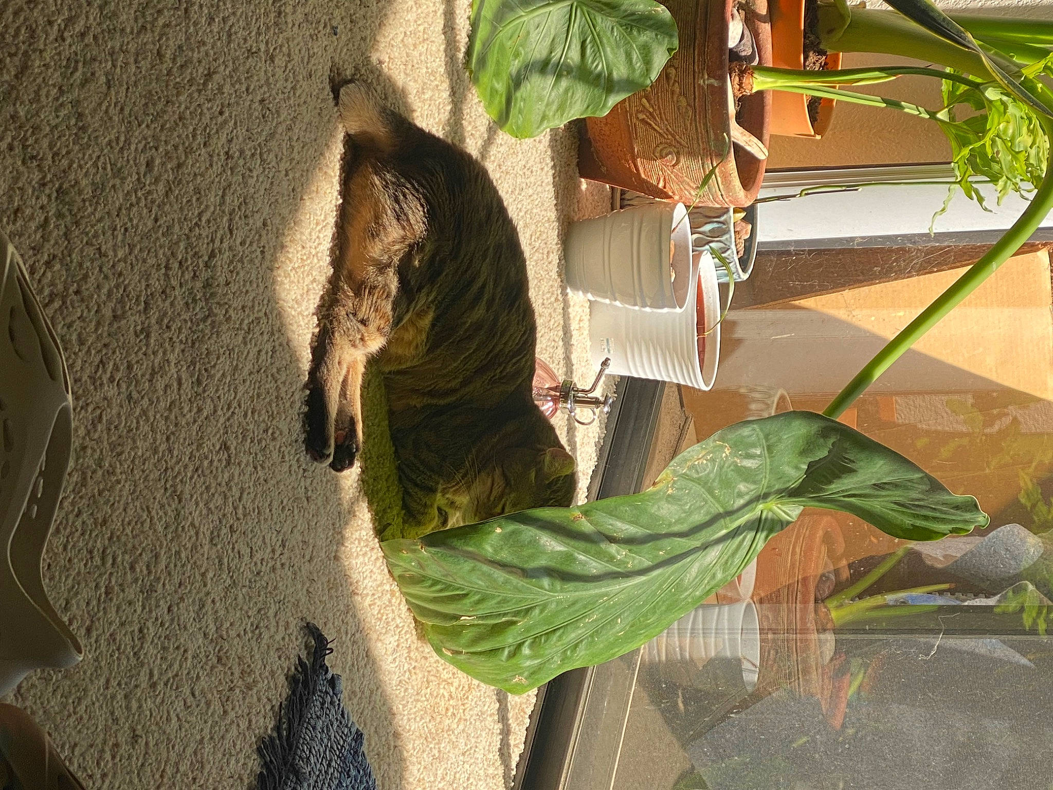 Hurley joined the competition — help win amazing prizes! alismatales, beak, cat, felidae, flower, flowering_plant, flowerpot, fruit, herb, houseplant, plant, plant_stem, reptile, small_to_medium_sized_cats, tail, terrestrial_animal, terrestrial_plant, tree, window, wood