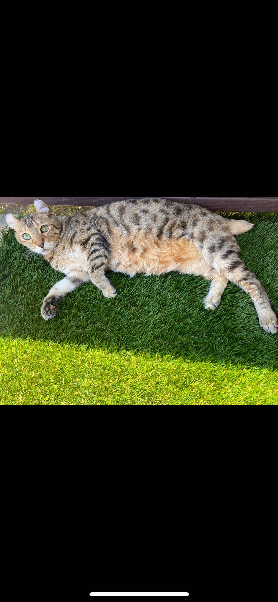 Hurley is registered to the contest to win money with this photo: carnivore, cat, claw, domestic_short_haired_cat, felidae, fur, grass, groundcover, pattern, paw, plant, rectangle, small_to_medium_sized_cats, snout, tail, terrestrial_animal, whiskers, wildlife