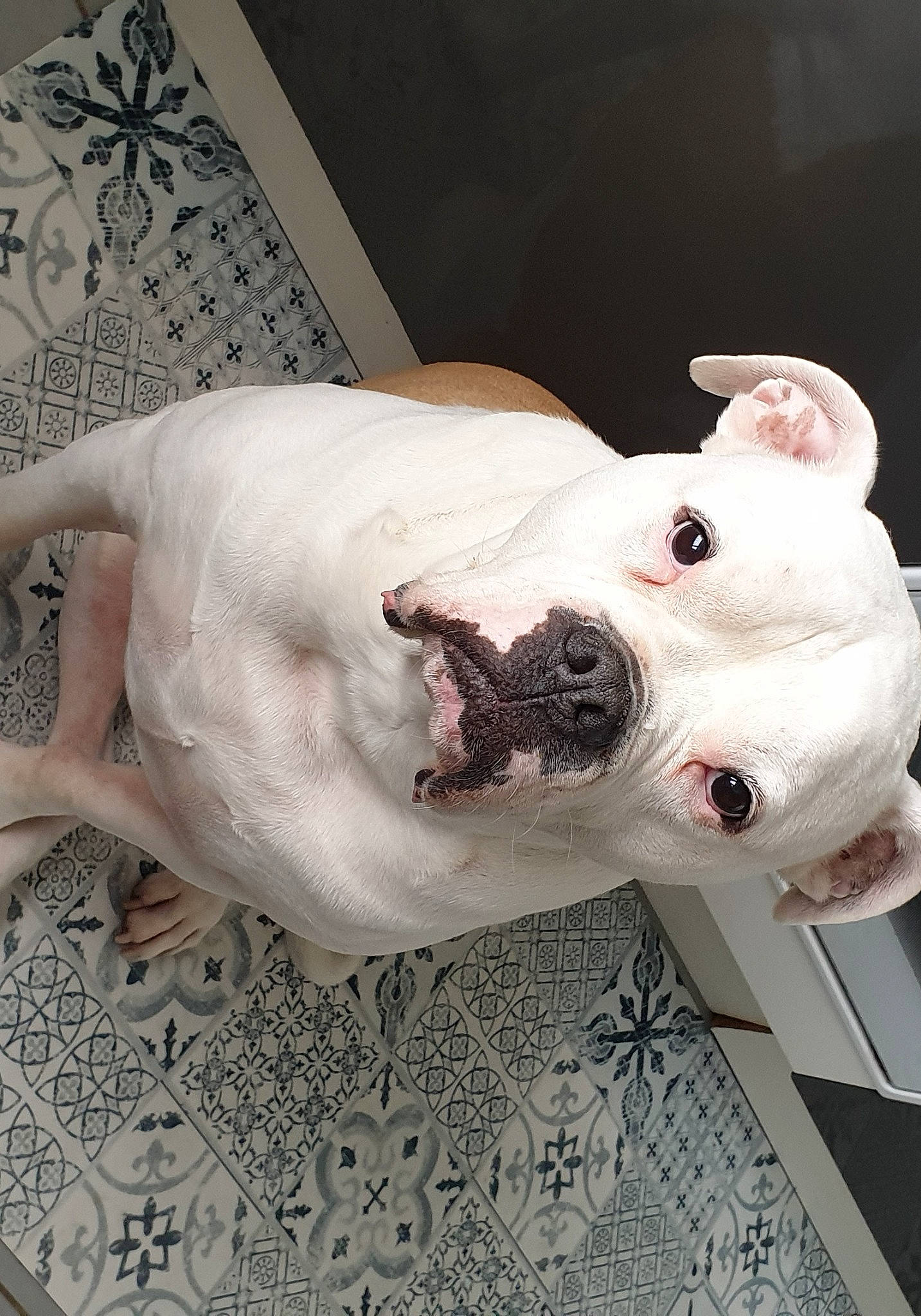 Fakir a rejoint le concours — aidez-le/la à gagner de superbes lots ! bulldog, canidae, carmine, carnivore, collar, comfort, companion_dog, cordoba_fighting_dog, dog, dog_breed, dog_collar, fawn, non_sporting_group, snout, sporting_group, terrestrial_animal, whiskers