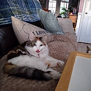 Sophie joined the competition — help win amazing prizes! cat, calico_cat, couch, blanket, pillow, living_room, door, window, table, dog, pet, fur, domestic_animal, indoor, cozy, relaxing, animal_face, tongue_out, wood_floor, home_decor