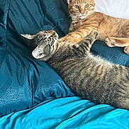 Boule Et Bill a rejoint le concours — aidez-le/la à gagner de superbes lots ! cat, tabby_cat, orange_cat, pet, animal, bed, blue_bedspread, playful, fur, whiskers, ears, eyes, indoor, resting, cute, domestic_animal, two_cats, comfort, sleeping_area, feline