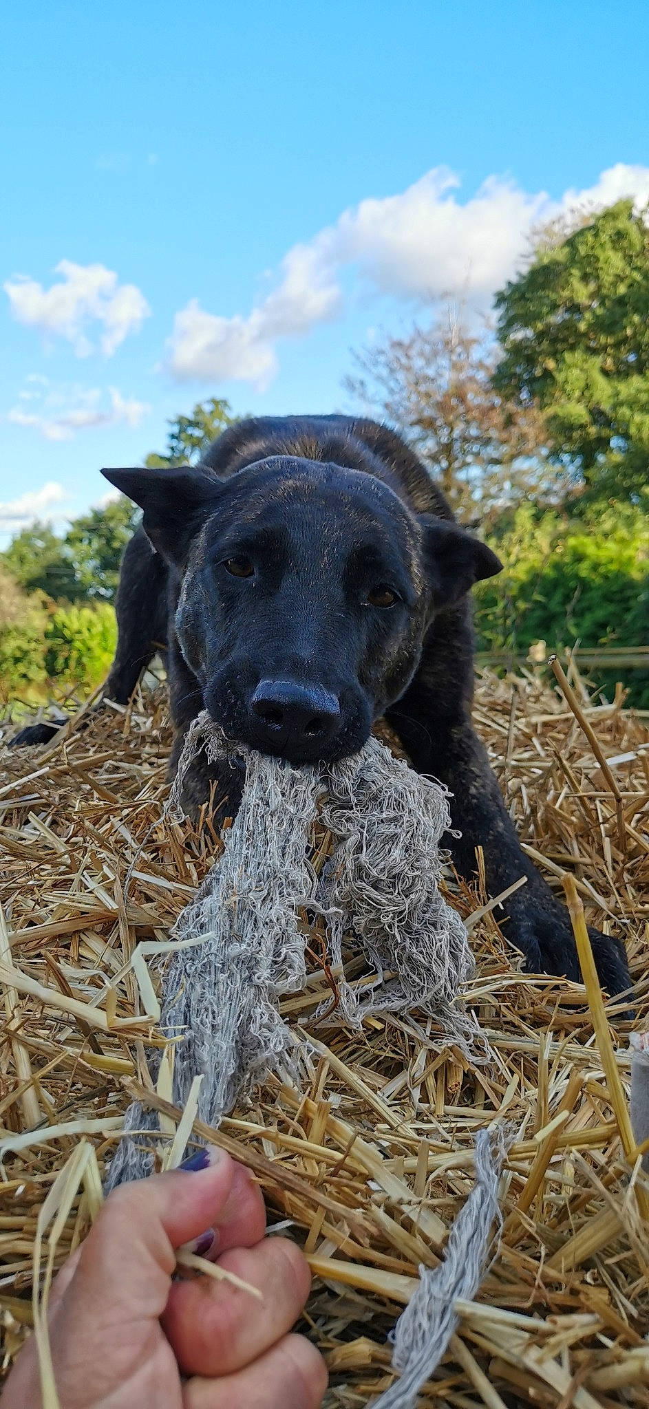 Nouba participe au concours pour gagner de l'argent avec cette photo : canidae, carnivore, dog, dog_breed, hunting_dog, plant, snout, sporting_group, straw