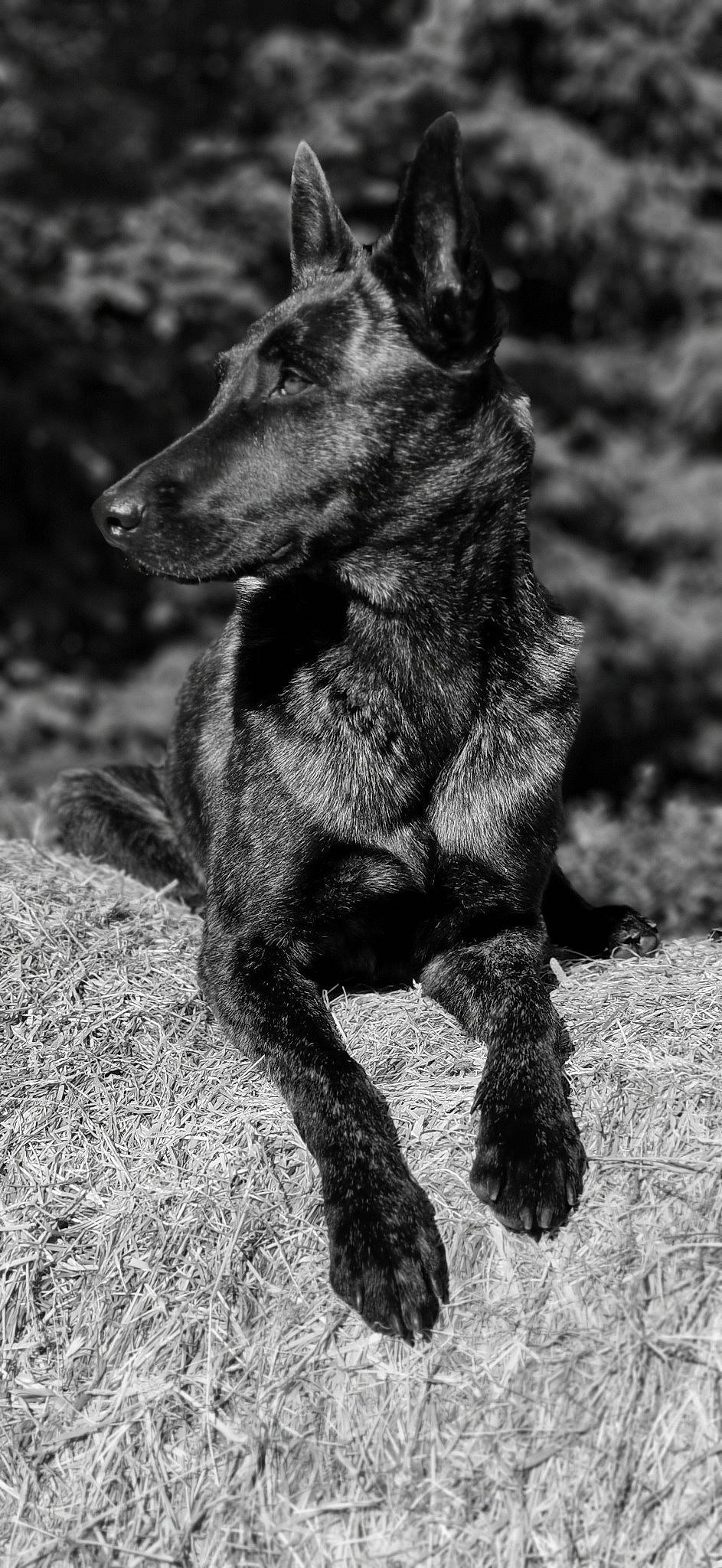 Nouba participe au concours pour gagner de l'argent avec cette photo : canidae, carnivore, dog, dog_breed, dutch_shepherd_dog, formosan_mountain_dog, mammal, mountain_cur, photography, rare_breed_dog, snout, sporting_group, vertebrate