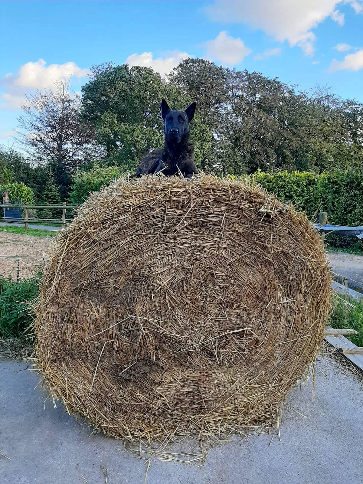 Nouba a rejoint le concours — aidez-le/la à gagner de superbes lots ! environmental_art, grass, grass_family, hay, plant, straw, tree