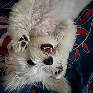 Snow participe au concours pour gagner de l'argent avec cette photo : animal, blanket, canine, closeup, cute, dog, floral_pattern, fluffy, funny_pose, fur, happy, indoor, lying_down, paw, pet, playful, resting, smile, teeth, white_dog