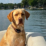 Axel joined the competition — help win amazing prizes! adventure, animal, boat, canine, clouds, collar, dog, labrador, lake, nature, outdoor, pet, portrait, relaxation, sky, summer, sunlight, trees, water, watercraft