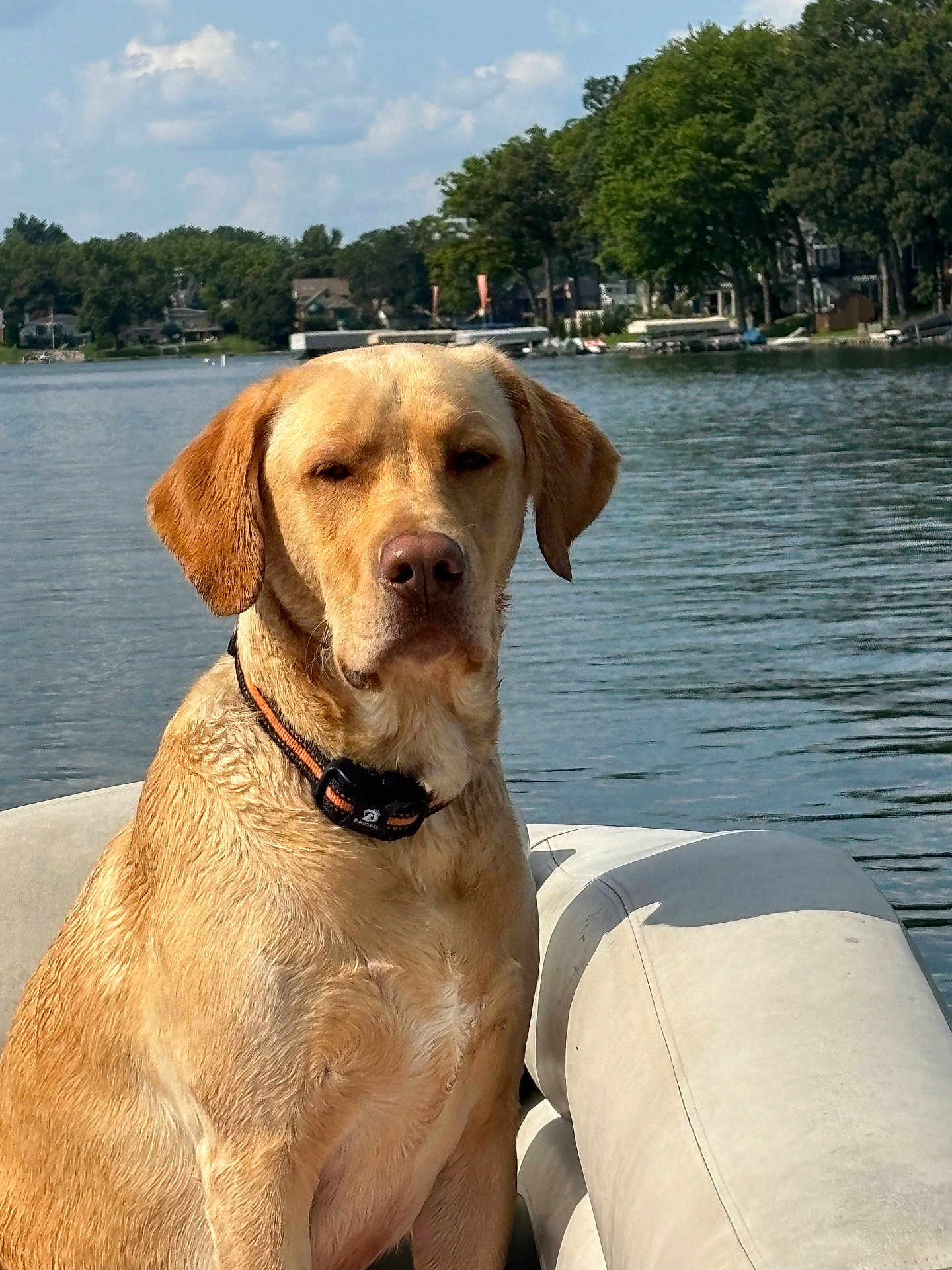Axel joined the competition — help win amazing prizes! adventure, animal, boat, canine, clouds, collar, dog, labrador, lake, nature, outdoor, pet, portrait, relaxation, sky, summer, sunlight, trees, water, watercraft