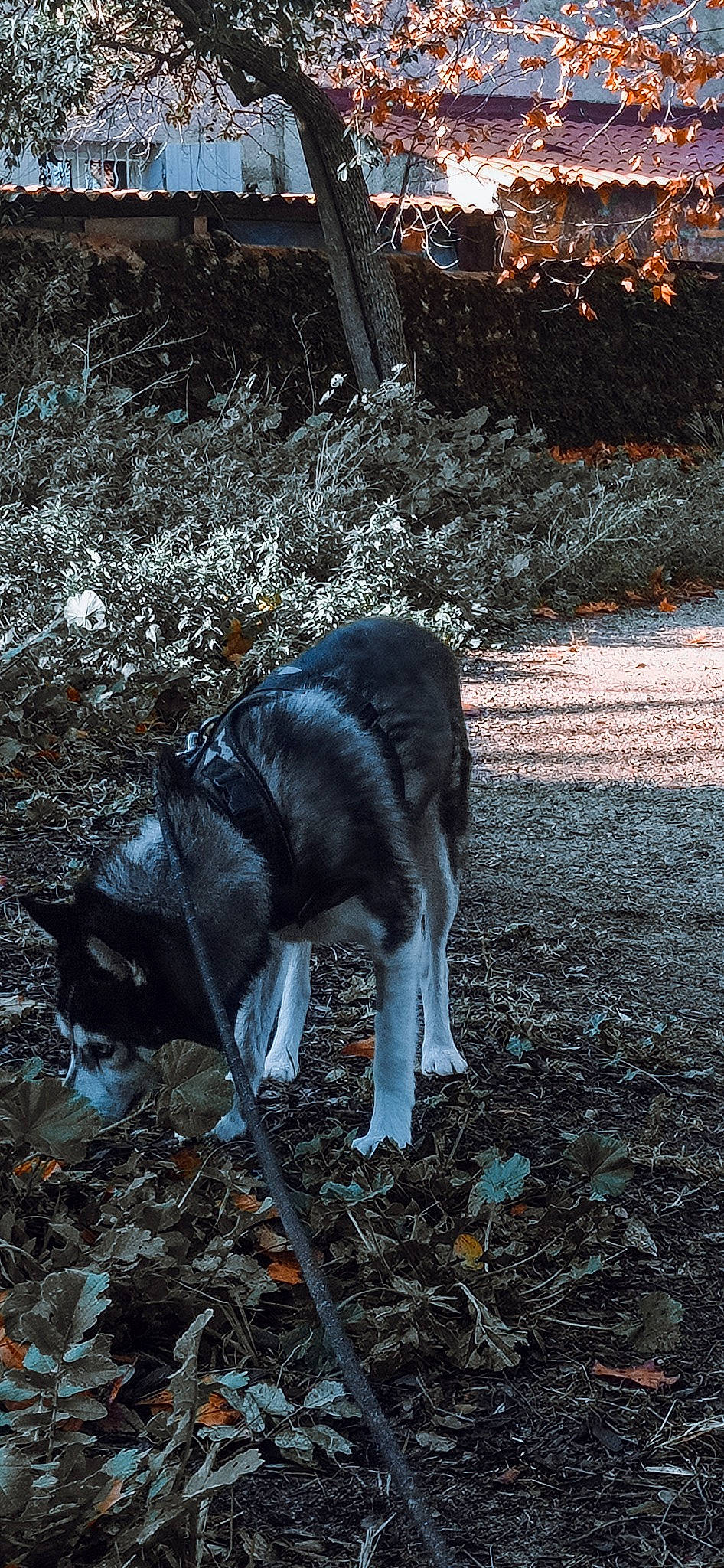Wolf participe au concours pour gagner de l'argent avec cette photo : carnivore, darkness, dog, dog_breed, electric_blue, felidae, fur, grass, plant, shadow, small_to_medium_sized_cats, soil, sporting_group, sunlight, tail, terrestrial_animal, tints_and_shades, tree, winter, working_animal