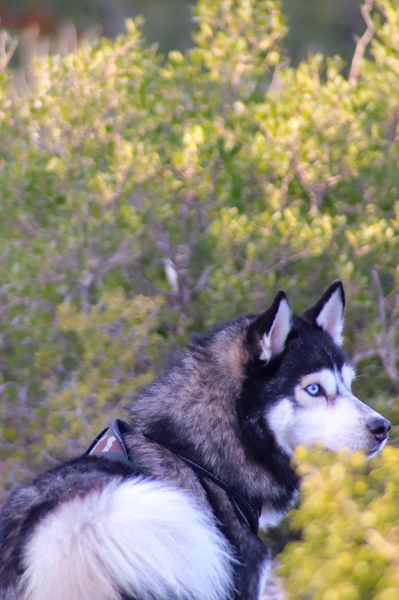 Wolf participe au concours pour gagner de l'argent avec cette photo : ancient_dog_breeds, canis, carnivore, collar, companion_dog, dog, dog_breed, dog_hiking, electric_blue, fur, grass, plant, sled_dog, snout, tail, terrestrial_animal, tree, wolf, working_animal, working_dog