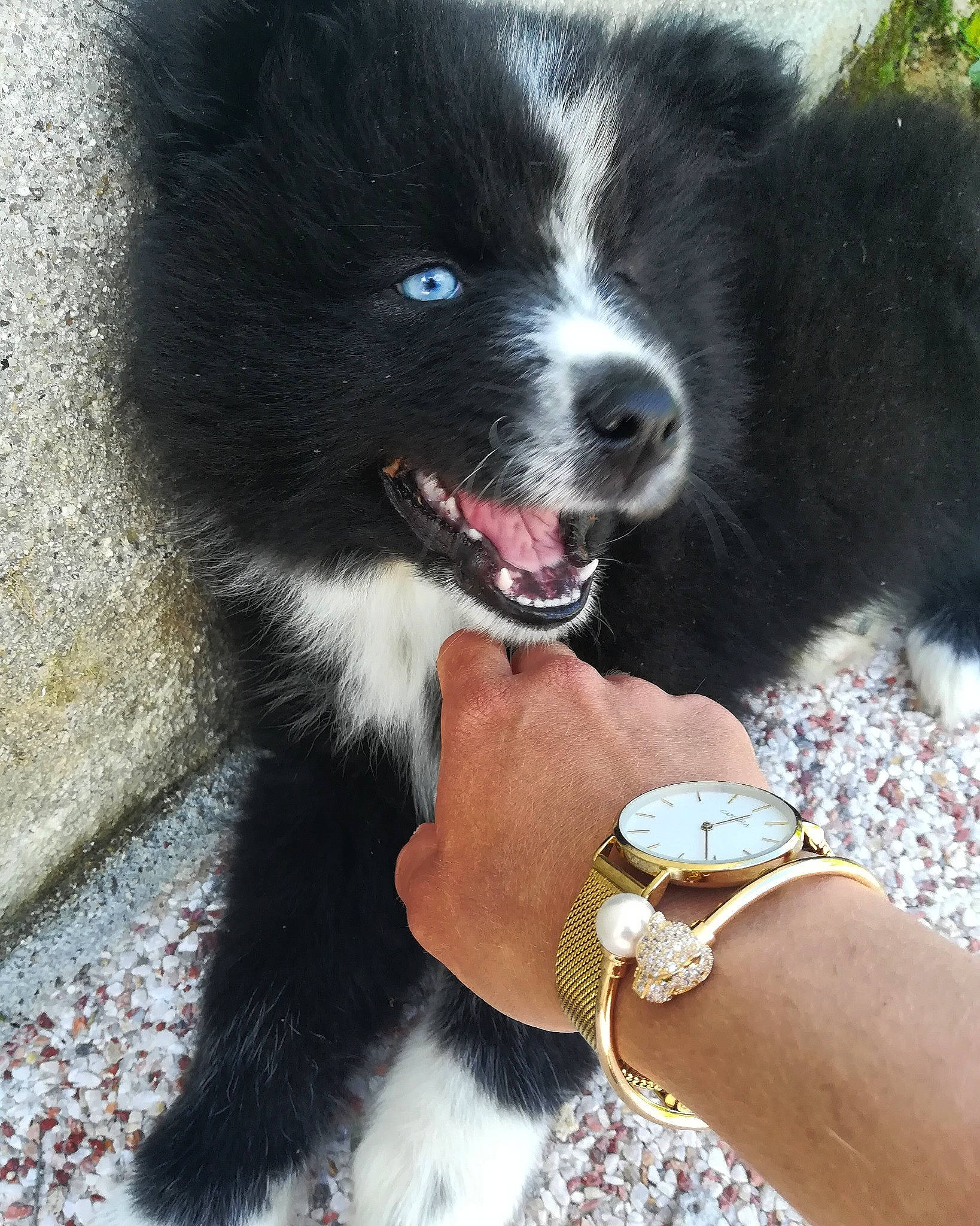 Eden participe au concours pour gagner de l'argent avec cette photo : australian_collie, border_collie, canidae, carnivore, companion_dog, dog, dog_breed, karelian_bear_dog, mammal, puppy, russo_european_laika, schipperke, vertebrate