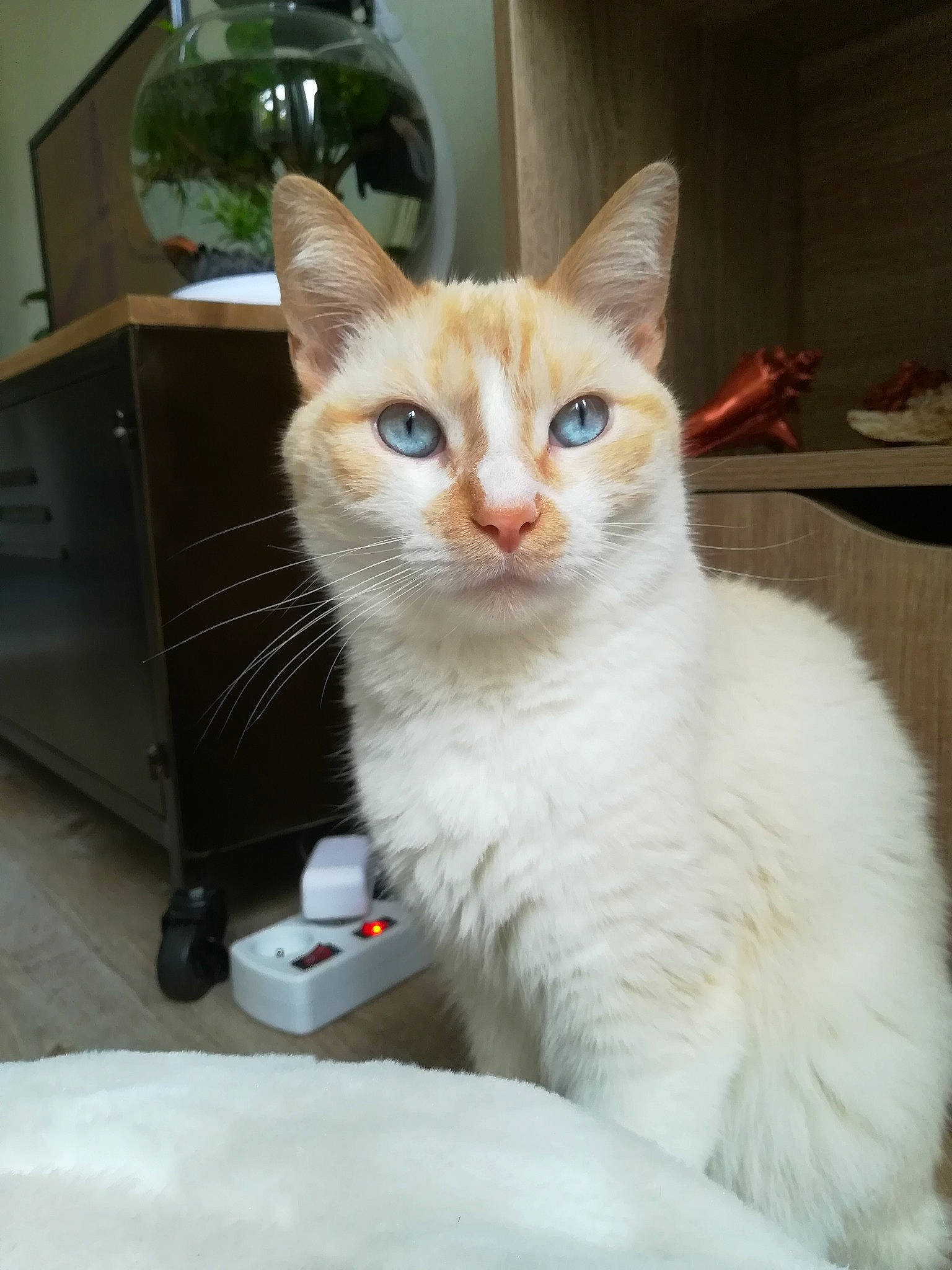 Sun participe au concours pour gagner de l'argent avec cette photo : aegean_cat, asian, burmilla, carnivore, cat, colorpoint_shorthair, domestic_short_haired_cat, fawn, felidae, javanese, kitten, mammal, ojos_azules, person, ragdoll, small_to_medium_sized_cats, turkish_angora, turkish_van, vertebrate, whiskers