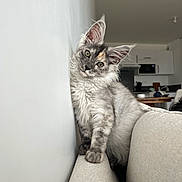 Astra a rejoint le concours — aidez-le/la à gagner de superbes lots ! cat, feline, pet, indoor, curious, fluffy, fur, head_tilt, couch, wall, domestic, animal, cute, mammal, whiskers, ears, eyes, relaxed, home, cozy