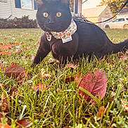 Aurora joined the competition — help win amazing prizes! animal, autumn_leaves, bandana, black_cat, cat, close_up, collar, curious, daylight, fall, feline, garden, grass, house, leaves, nature, outdoor, pet, suburban, yellow_eyes