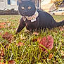 animal, autumn_leaves, bandana, black_cat, cat, close_up, collar, curious, daylight, fall, feline, garden, grass, house, leaves, nature, outdoor, pet, suburban, yellow_eyes