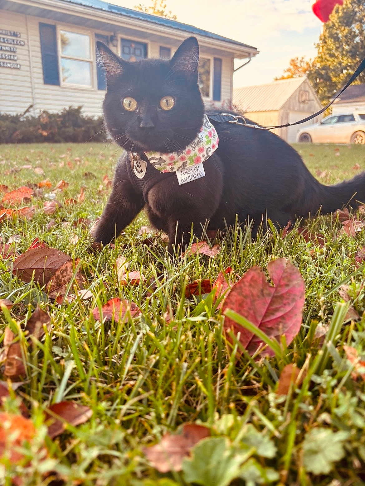 Aurora