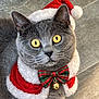 cat, gray_cat, yellow_eyes, santa_hat, christmas_costume, holiday_theme, bow_tie, jingle_bell, pet, animal, cute, indoor, floor, fur, whiskers, portrait, festive, costume, holiday, christmas