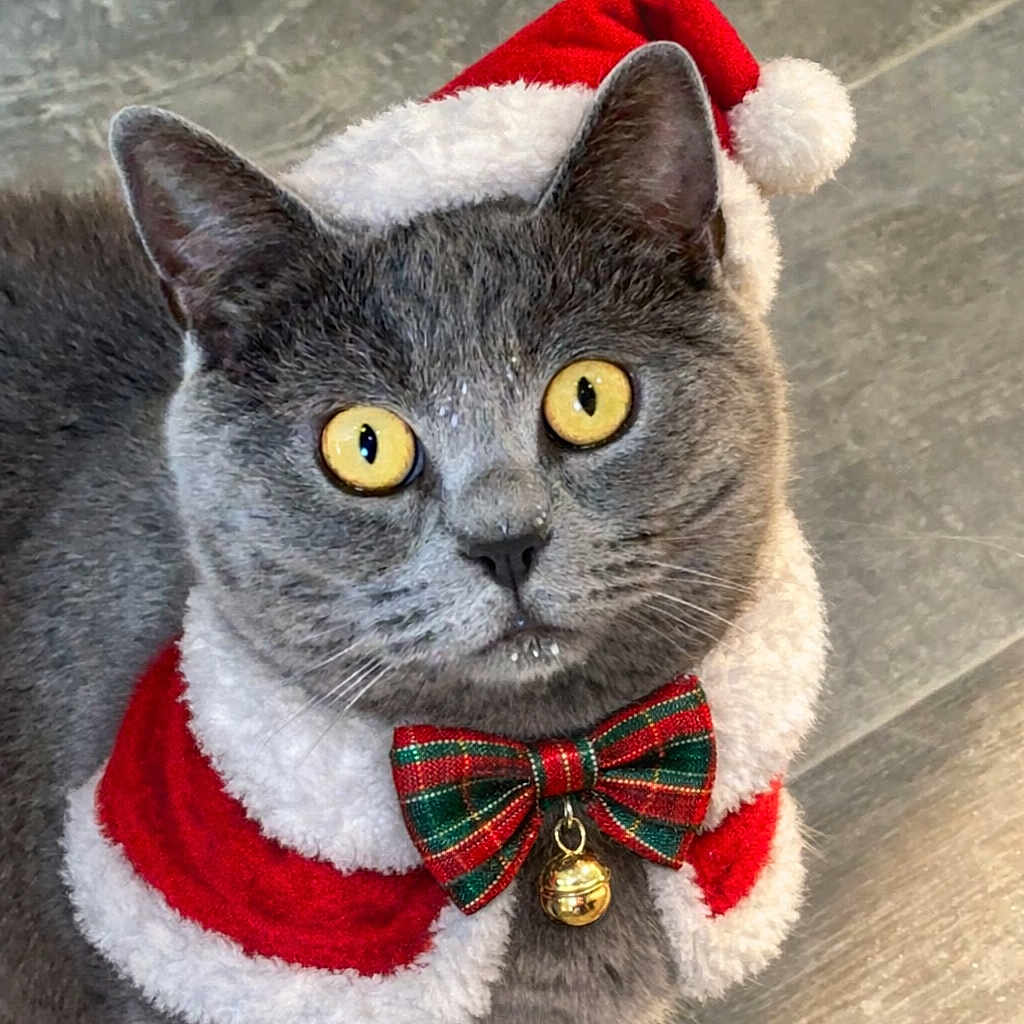 Mog