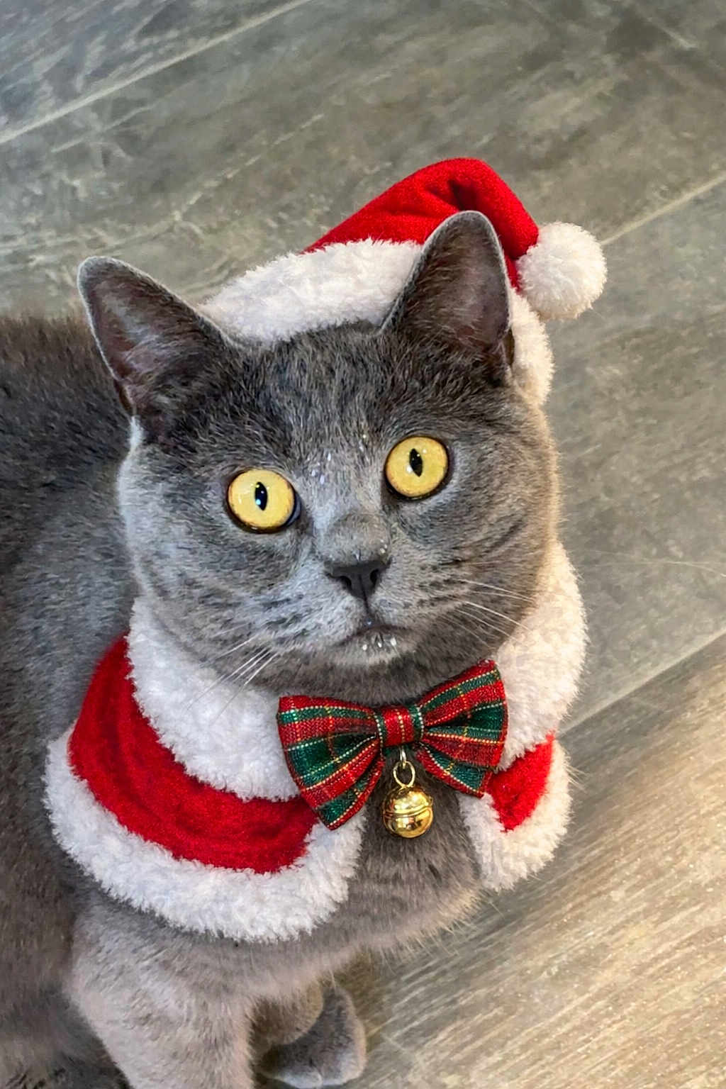 Mog joined the competition — help win amazing prizes! cat, gray_cat, yellow_eyes, santa_hat, christmas_costume, holiday_theme, bow_tie, jingle_bell, pet, animal, cute, indoor, floor, fur, whiskers, portrait, festive, costume, holiday, christmas