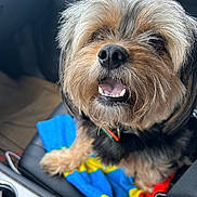 Bear joined the competition — help win amazing prizes! dog, pet, car_interior, blanket, seat, happy, smiling, fur, beard, closeup, animal, companion, cute, tongue, collar, black_fur, brown_fur, seatbelt, window, daylight