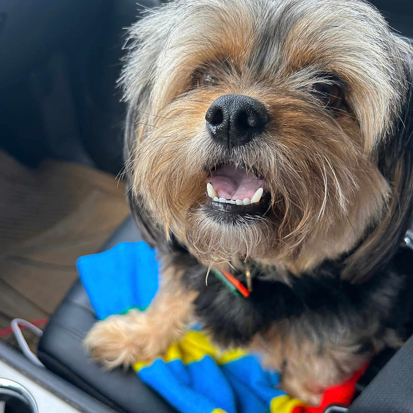 Bear joined the competition — help win amazing prizes! dog, pet, car_interior, blanket, seat, happy, smiling, fur, beard, closeup, animal, companion, cute, tongue, collar, black_fur, brown_fur, seatbelt, window, daylight
