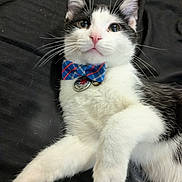 Pickles is registered to the contest to win money with this photo: cat, black_and_white, bow_tie, pet, feline, whiskers, pink_nose, lying_down, indoor, cute, animal, fur, collar, domestic_animal, portrait, relaxed, close_up, playful, alert, young_cat