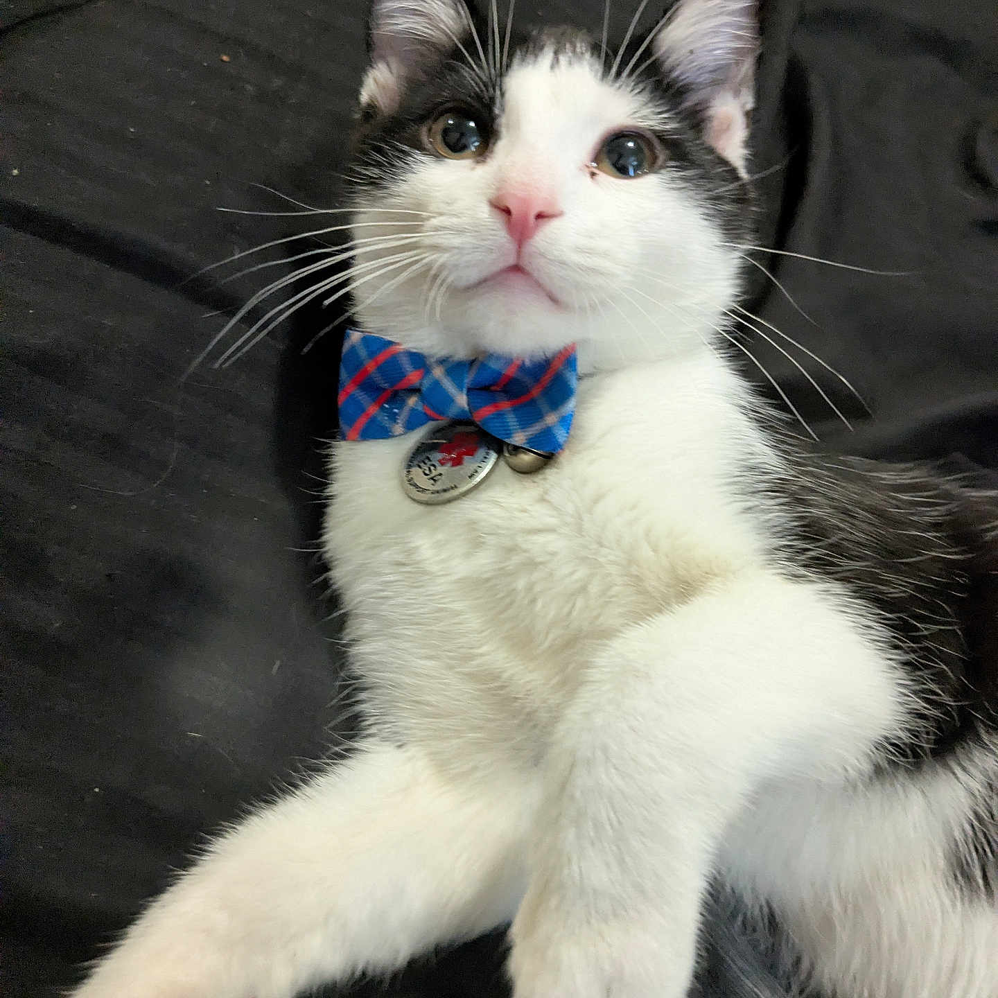 Pickles is registered to the contest to win money with this photo: cat, black_and_white, bow_tie, pet, feline, whiskers, pink_nose, lying_down, indoor, cute, animal, fur, collar, domestic_animal, portrait, relaxed, close_up, playful, alert, young_cat