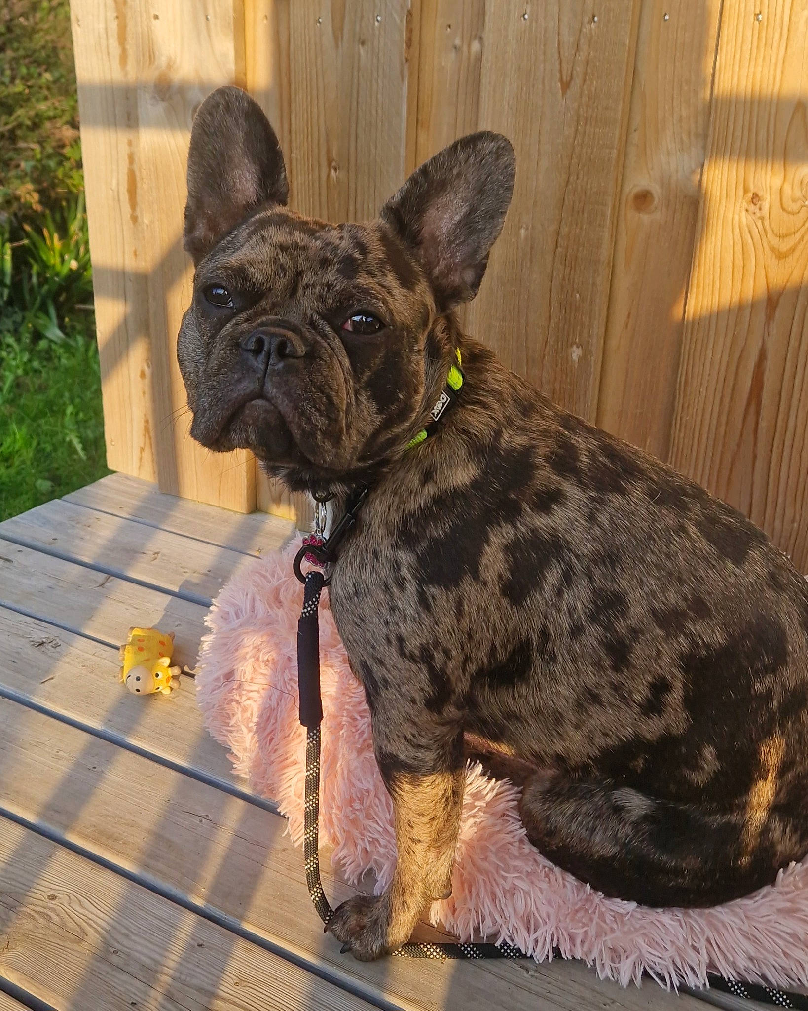 Talya a rejoint le concours — aidez-le/la à gagner de superbes lots ! bulldog, canidae, carnivore, collar, companion_dog, dog, dog_breed, dog_collar, ear, fawn, liver, plant, snout, sporting_group, tail, terrestrial_animal, whiskers, wood, working_animal, wrinkle