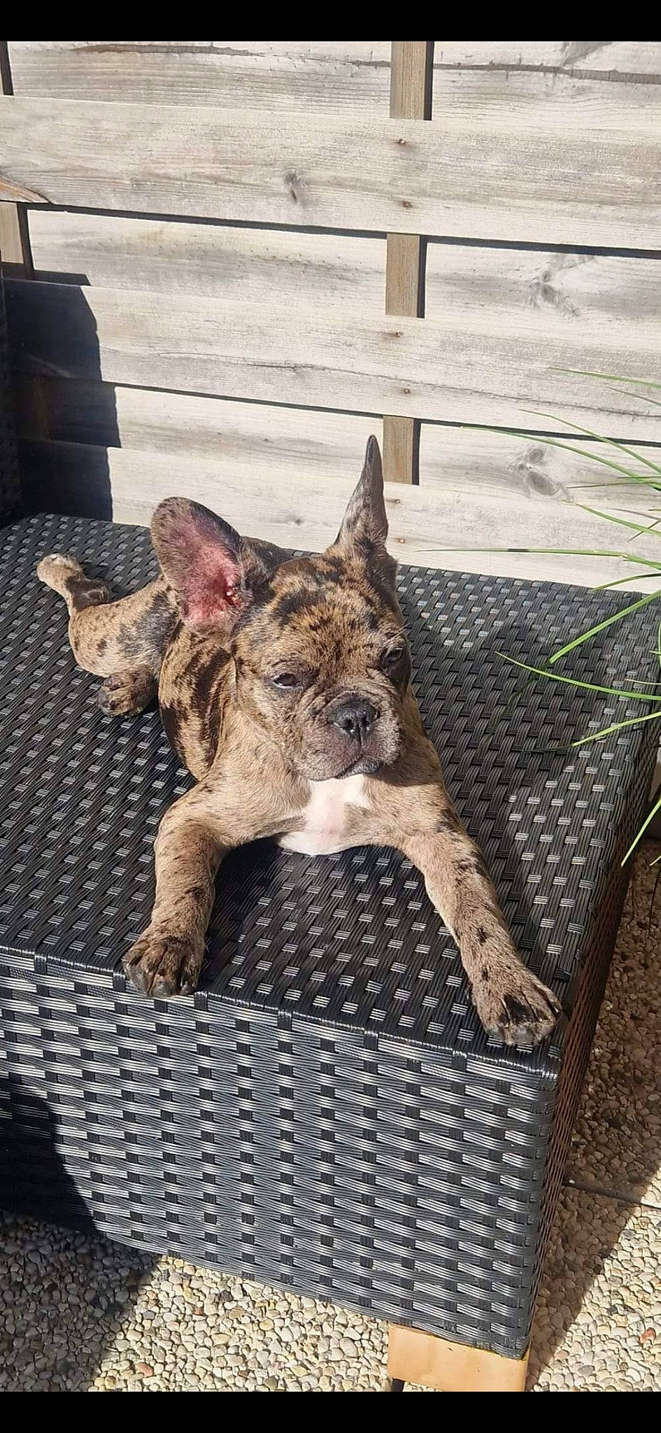 Talya a rejoint le concours — aidez-le/la à gagner de superbes lots ! australian_stumpy_tail_cattle_dog, canidae, carnivore, collar, companion_dog, dog, dog_breed, fawn, herding_dog, koolie, liver, non_sporting_group, sporting_group, tail, terrestrial_animal, terrier, whiskers, wood, working_animal, working_dog