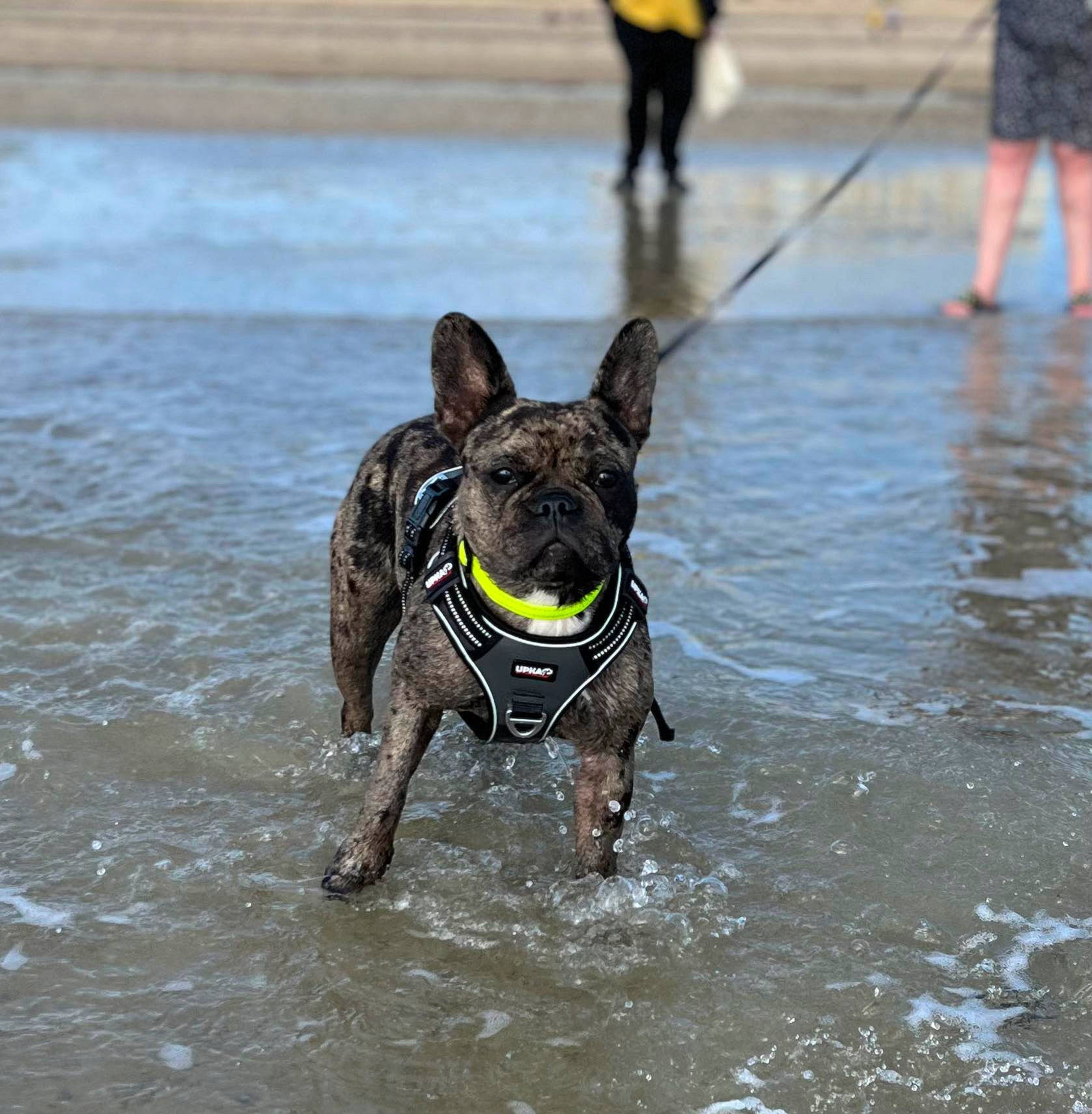 Talya participe au concours pour gagner de l'argent avec cette photo : canidae, carnivore, collar, companion_dog, dog, dog_breed, dog_collar, dog_supply, fashion_accessory, fawn, guard_dog, lake, leash, pack_animal, pet_supply, snout, sporting_group, terrestrial_animal, water, working_animal