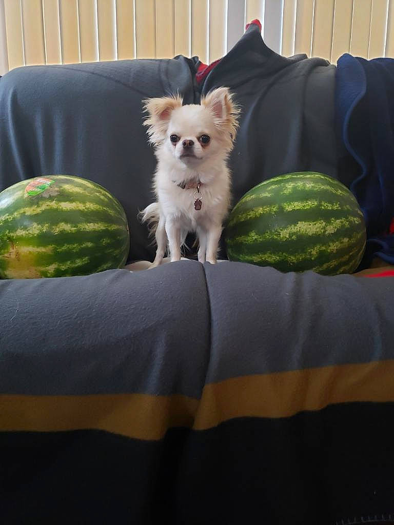 Boogi joined the competition — help win amazing prizes! carnivore, chair, companion_dog, couch, cucurbita, dog, dog_breed, fawn, felidae, food, grass, green, natural_foods, plant, small_to_medium_sized_cats, table, tail, toy, watermelon, whiskers