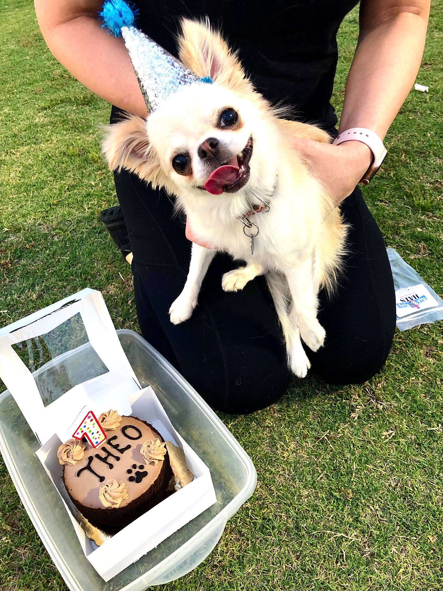 Boogi is registered to the contest to win money with this photo: carnivore, chair, comfort_food, companion_dog, cuisine, dog, dog_breed, dog_clothes, dog_supply, fashion_accessory, fawn, fur, grass, happy, ingredient, recipe, recreation, shoe, sporting_group, toy_dog