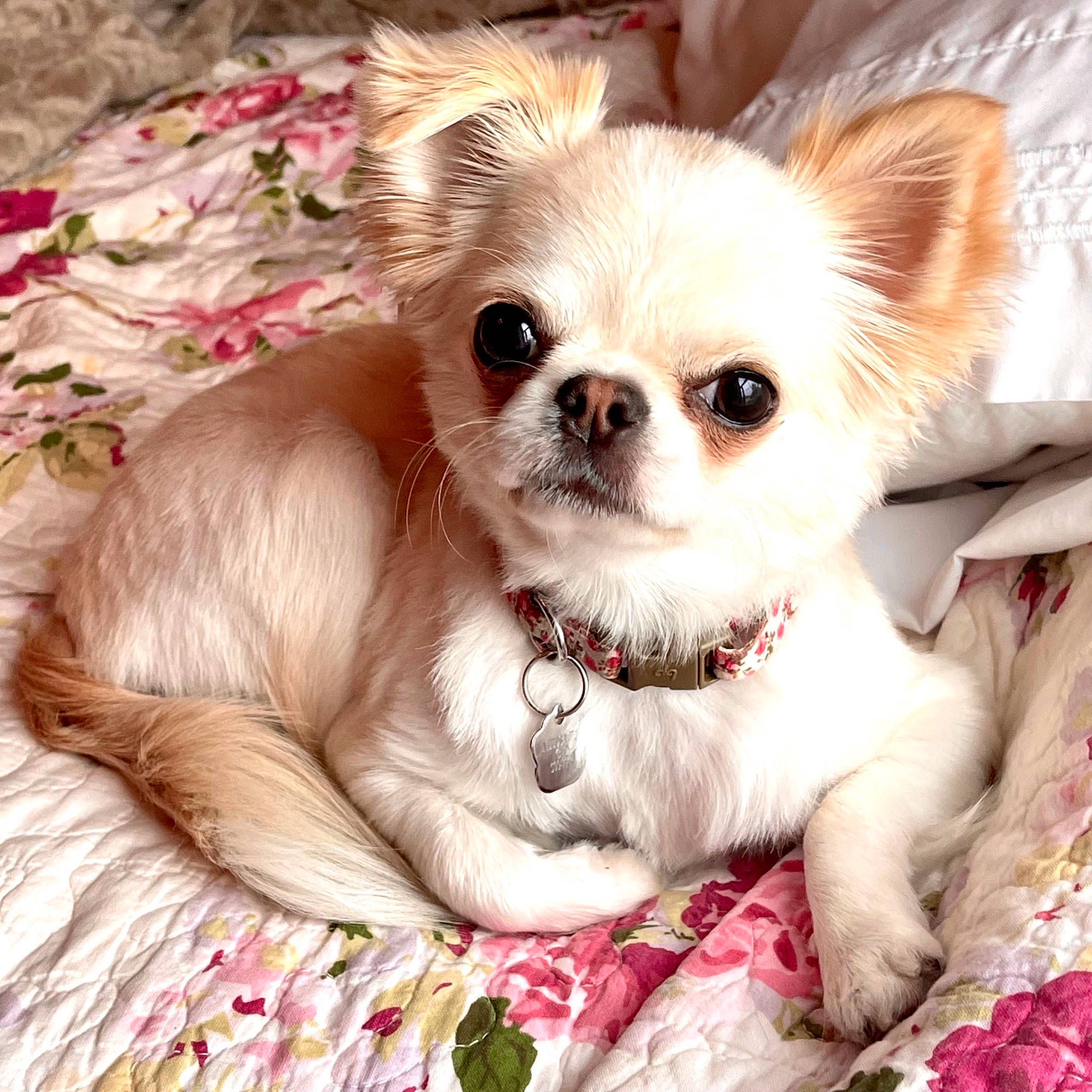 Boogi is registered to the contest to win money with this photo: canidae, carnivore, chihuahua, companion_dog, corgi_chihuahua, dog, dog_breed, dog_supply, ear, fashion_accessory, fawn, fur, liver, pet_supply, snout, sporting_group, tail, toy_dog, whiskers, working_animal