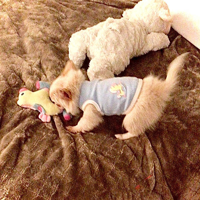 Boobi joined the competition — help win amazing prizes! canidae, carnivore, child, comfort, companion_dog, dog, dog_breed, fawn, felidae, fur, grass, linens, paw, people_in_nature, snout, sporting_group, tail, toy_dog, wood, working_animal