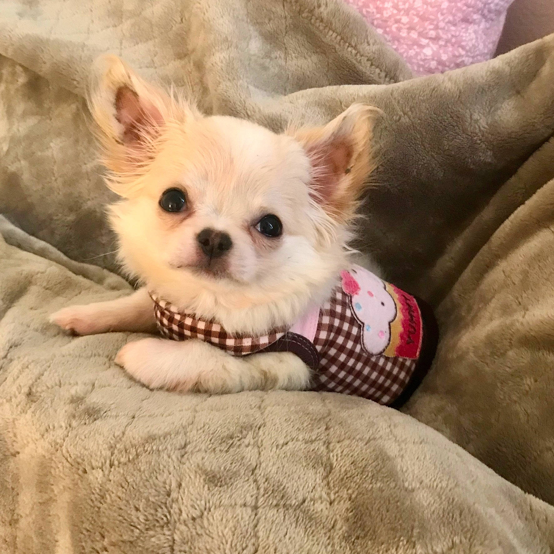 Boobi joined the competition — help win amazing prizes! carnivore, chihuahua, comfort, companion_dog, dog, dog_breed, dog_supply, fawn, felidae, fur, linens, paw, small_terrier, snout, sporting_group, terrestrial_animal, textile, toy_dog, whiskers, working_animal