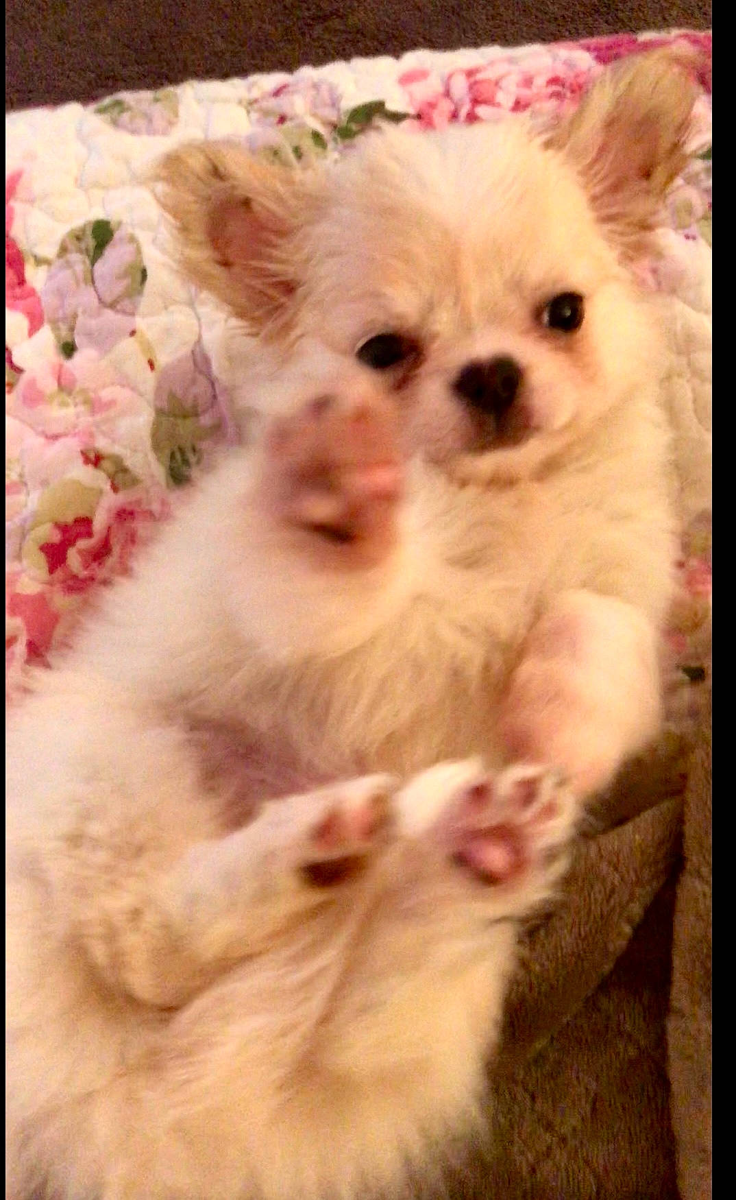 Boobi is registered to the contest to win money with this photo: carnivore, companion_dog, dog, dog_breed, fawn, fur, non_sporting_group, pink, snout, terrestrial_animal, toy_dog, whiskers, working_animal