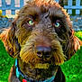 dog, brown_dog, green_eyes, close_up, collar, pet, outdoor, grass, fence, canine, animal, portrait, fluffy, curious, nature, summer, daylight, domestic_animal, snout, ears
