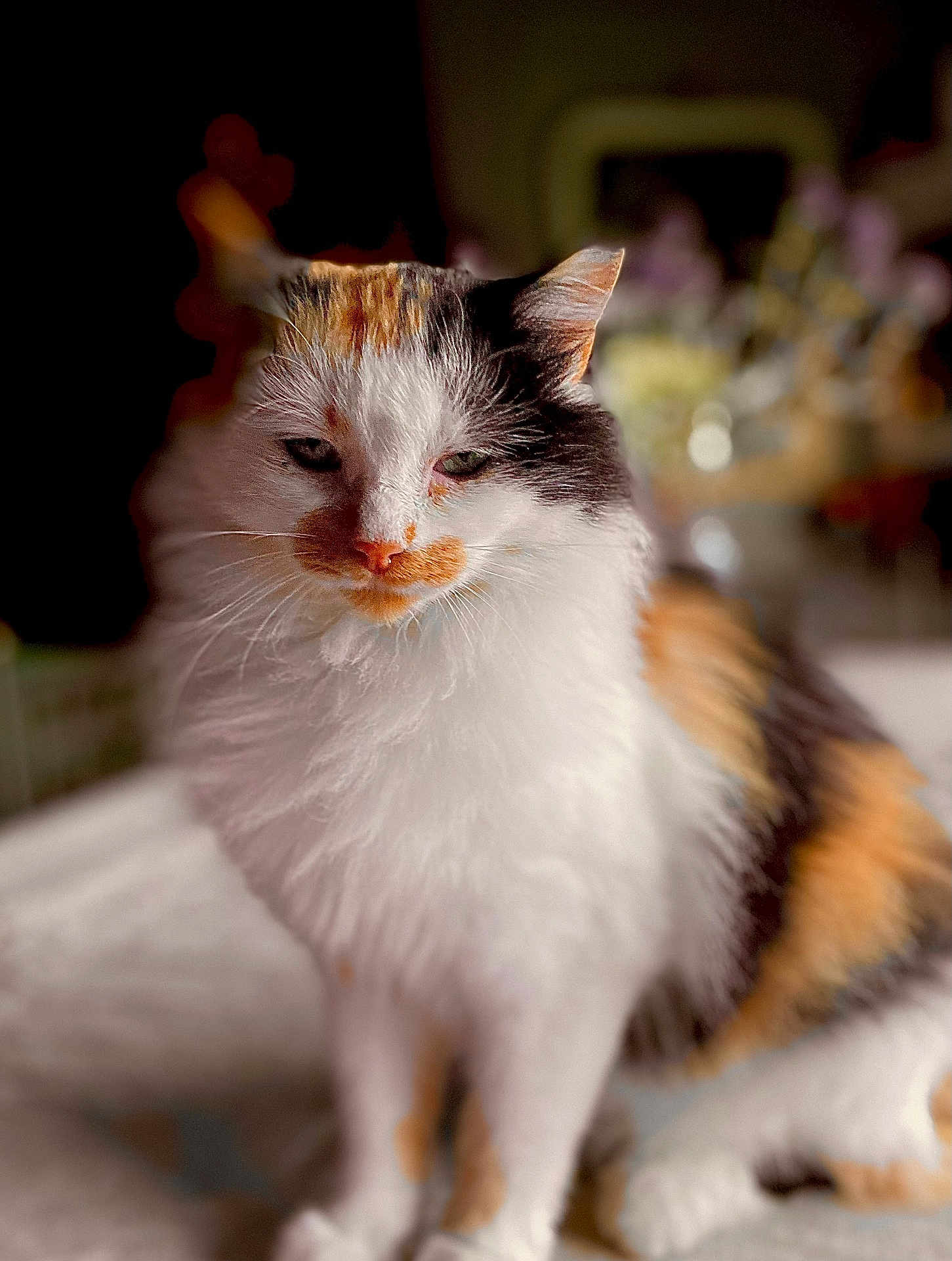 Daisy