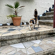 Daisy participe au concours pour gagner de l'argent avec cette photo : animal, calico_cat, cat, daylight, garden, mosaic, nature, outdoor, palm, pet, plant, potted_plant, quiet, steps, stone, stone_floor, tail, texture, walking, wall
