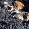Byblos a rejoint le concours — aidez-le/la à gagner de superbes lots ! kitten, newborn, cat, sleepy, fur, fluffy, blanket, cute, animal, pet, snuggle, soft, young, resting, cozy, domestic, mammal, feline, adorable, closeup