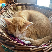 Byblos participe au concours pour gagner de l'argent avec cette photo : cat, kitten, sleeping, basket, orange_tabby, feline, pet, cozy, indoor, natural_light, woven_basket, fur, whiskers, animal, cute, resting, peaceful, soft_light, curled_up, domestic_cat