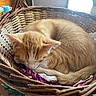 animal, basket, cat, cozy, curled_up, cute, domestic_cat, feline, fur, indoor, kitten, natural_light, orange_tabby, peaceful, pet, resting, sleeping, soft_light, whiskers, woven_basket