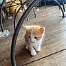Byblos participe au concours pour gagner de l'argent avec cette photo : kitten, cat, orange_and_white, blue_eyes, wooden_floor, metal_chair, indoor, pet, young_animal, curious, small, cute, feline, flooring, fur, animal, domestic_animal, floor, chair_leg, exploring