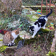 Gatsby participe au concours pour gagner de l'argent avec cette photo : cat, cats, garden, plants, moss, stone, outdoor, nature, greenery, pet, animal, curious, playful, sitting, paw, foliage, tree, decoration, pot, wildlife